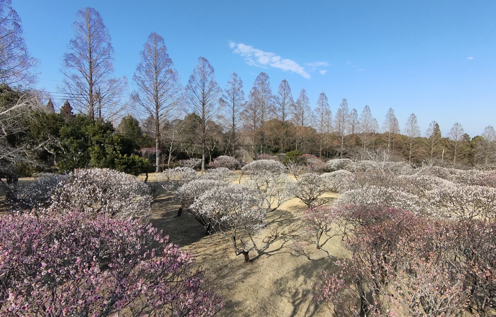 2/21(土)~3/15(日)
RESOL no MORI 梅まつり開催