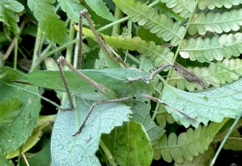 オサムくんの昆虫ガイドvol.9
～植物に集まる昆虫たち クズ編～