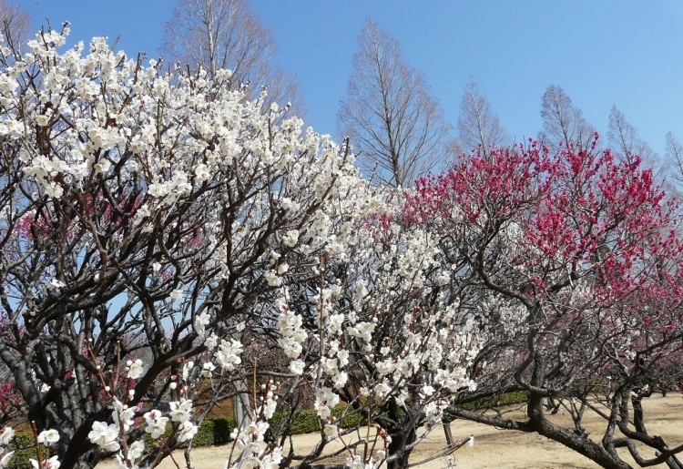 房総の花めぐり~桜ポタリング~