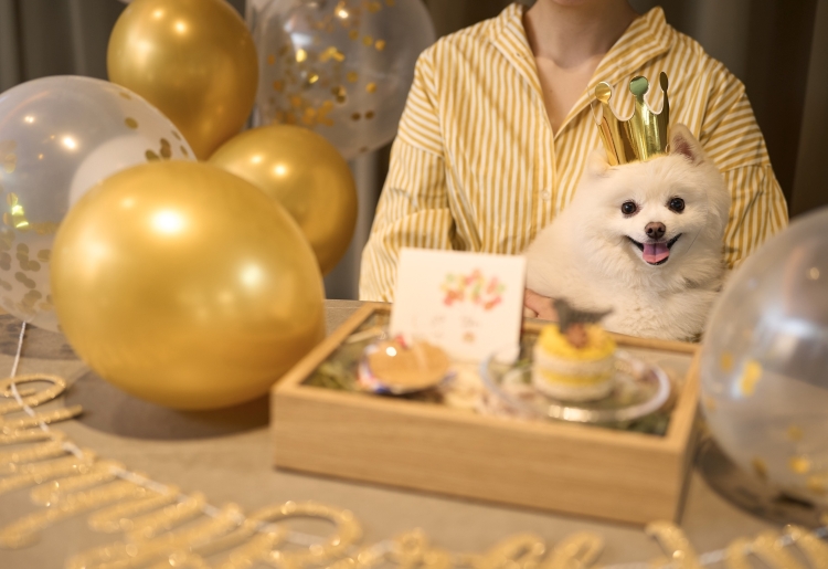 ディアワン初春キャンペーン！うちの子記念日お祝い宿泊プラン