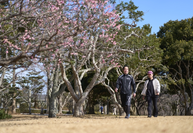 梅香る森で心身をととのえる「梅見ノルディックウォーキング」