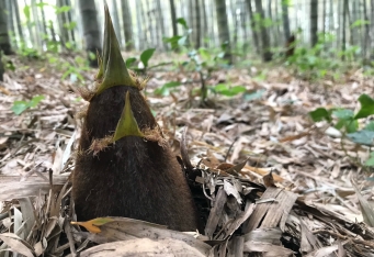 春の味覚「たけのこ狩り」