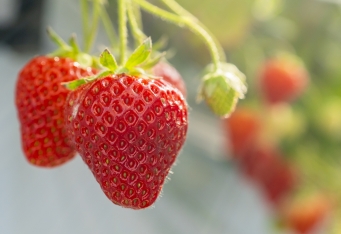 朝摘みが一番！いちご狩り『Mama's Berry』