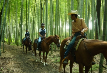 馬の癒しを。ホースセラピーの乗馬体験