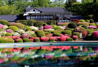 房総の花めぐり~ツツジとボタン~