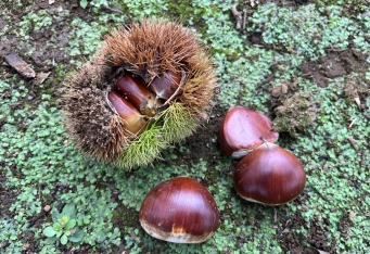 ホクホクとした秋の味覚狩り「栗拾い」