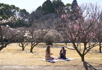 春を先取り！お花見ピクニックが楽しめる「梅のピクニックBOX」