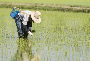 GW限定！お米づくりを学ぶ「田植え体験」
