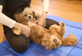 愛犬のストレスケアに「ドッグマッサージ」