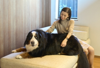雨が降ったら5,000円OFFで愛犬と泊まれる！雨の日割りキャンペーン