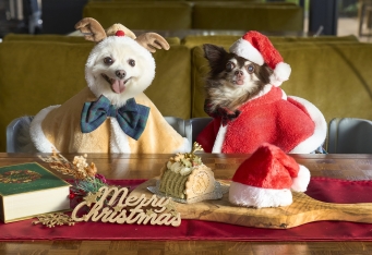 クリスマス限定！愛犬用クリスマスケーキ&おもちゃ付き宿泊プラン