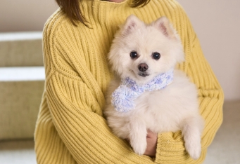 手編みで心温まる冬のあったかギフト「愛犬用マフラーづくり」