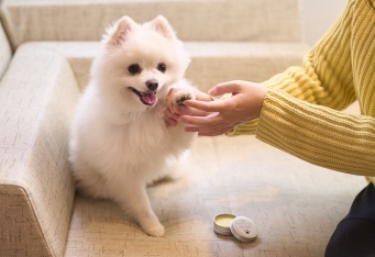 愛犬の冬の保湿ケアに「肉球クリームづくり」