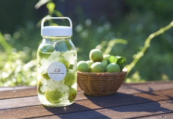 梅の収穫から体験できる「梅酒orシロップづくり」